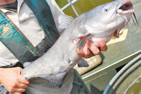 Blue Catfish: Invasive and Delicious .